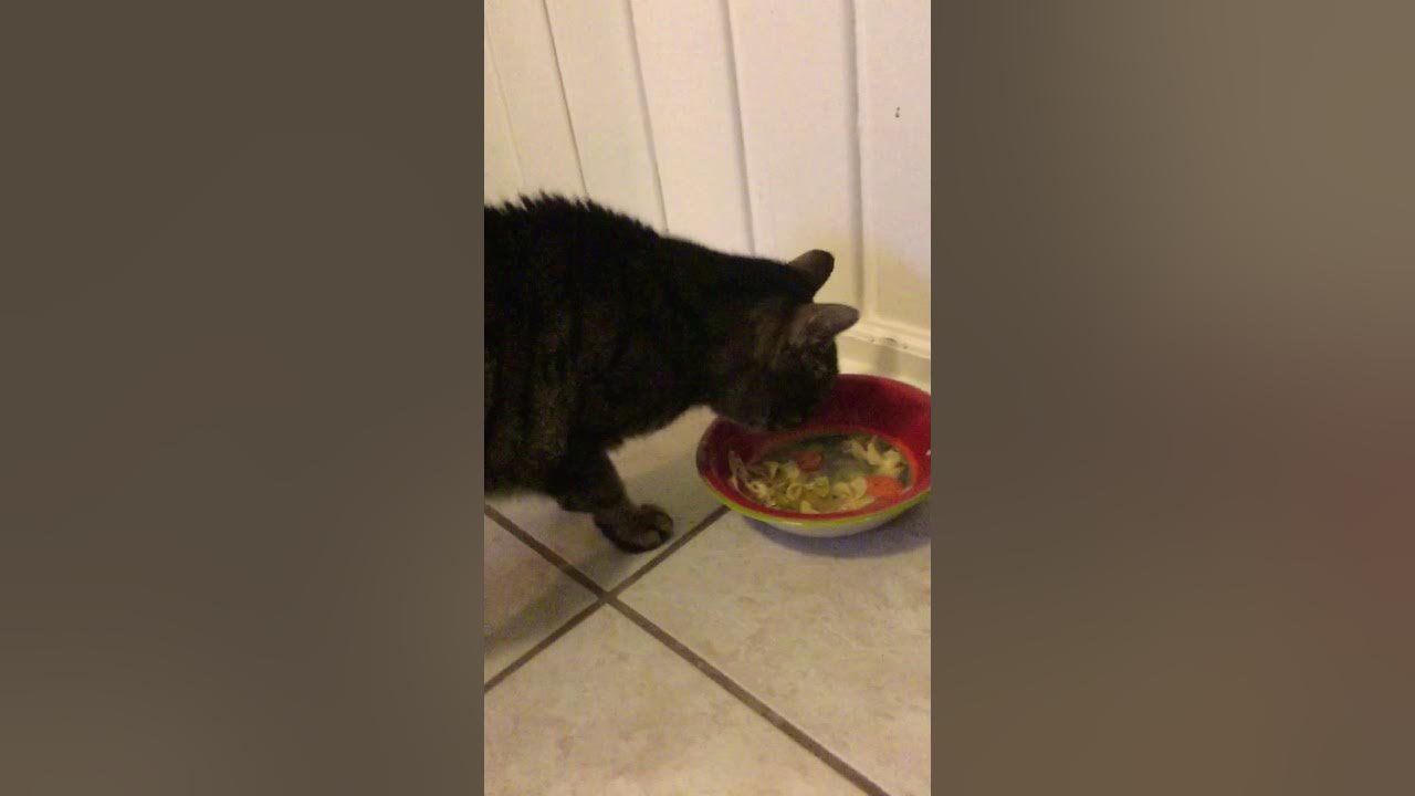 My cat eats my leftover it’s hilarious 😂 YouTube