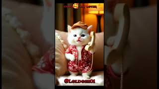 हेलो कौन पापा घर पर नहीं है ☎️📞📞📞☎️☎️☎️☎️☎️#cat #papa #cat #catlover #catphoto #Loldose01🤗🤗cats