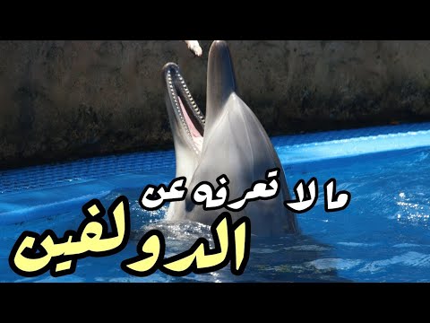 معلومات و حقائق عن الدلفين