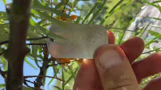 Sea berry AKA Sea Buckthorn, Best varieties I Grow