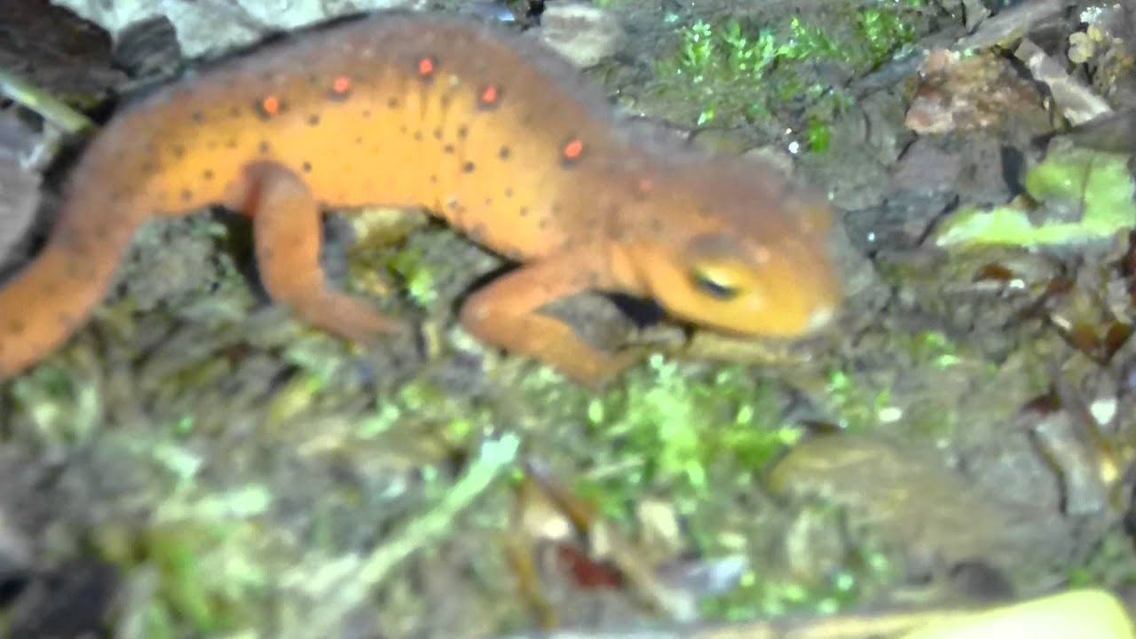 Red Eft Terrestial Stage of Red Spotted Newt