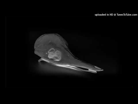 Nicely — The Echidna Has No Teeth