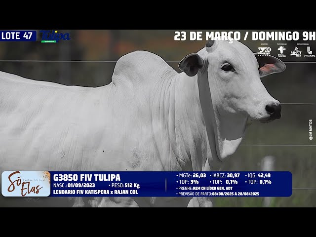 LOTE 47   TUL 3850