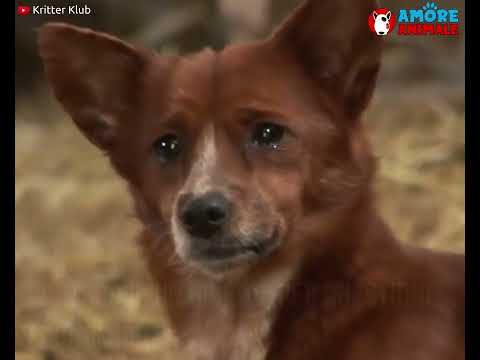 Видео собака плачет за коровой настоящая драма ютуба