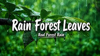 Soothing Rain in the Forest 🌧️ | Deep Sleep, Relaxation & Meditation