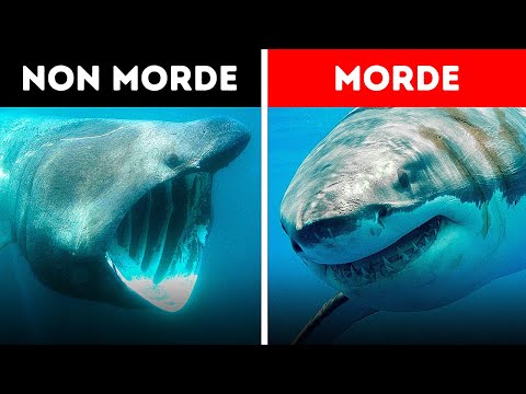 Video: Gli squali hanno le narici?