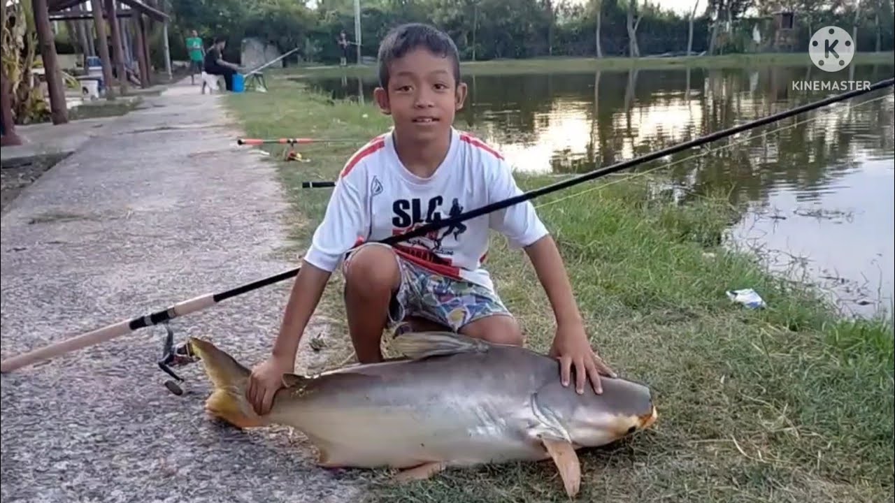 ลุยบ่อตกปลาบึกบึงภัทร สู้จจนพังไปข้างนึง(ep2) #ตกปลาบึก #บ่อตกปลาบึงภัทร