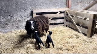 As storm winds blew we had 3 sets of twins. I’d thought a fox got a lamb by Zwartbles Ireland Suzanna Crampton 1,003 views 3 weeks ago 24 minutes