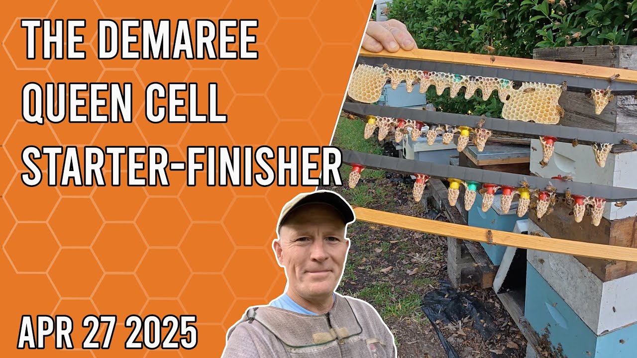 The Demaree Queen Cell Starter-Finisher - Jacksonville FL Zone 9b