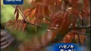 ハゼノキ真っ赤に