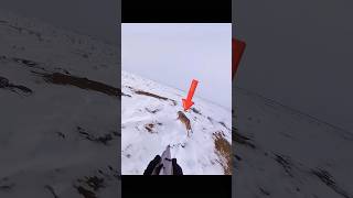 Бегущий волк Лучший выстрел в истории #рысь #hunting #лесной #animalhunting #wildlife #волк #охота