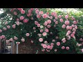 САД С ПЛЕТИСТЫМИ РОЗАМИ  Garden with climbing roses