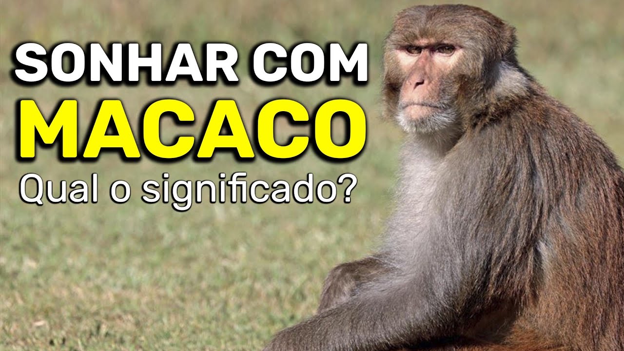 Sonhar com Macaco no Jogo do Bicho