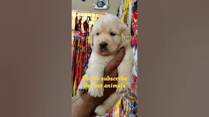 Video 10959841: persian cat pets dog, cat pets white persian, snow white persian cat, persian cat show