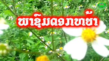 ພາຊົມດອກຫຍ້າ ແສງລະທົມ ສີລາວົງ พาชมดอกหย้า แสงละทม สีลาวง