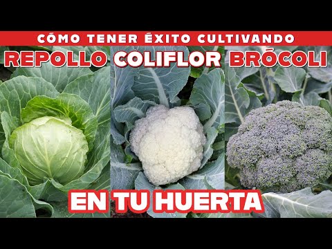 Video: Protección de plantas de brócoli: aprenda a proteger las plantas de brócoli en el jardín