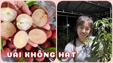 Cây vải không hạt | 0386569374 - Ngọc Ngân Bến Tre | Chuyên cây độc lạ