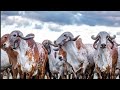 Madhuvan &amp; Surbhi amrut Gir Gaushala, Surat | 093271 93712 |  Indian Gir cows