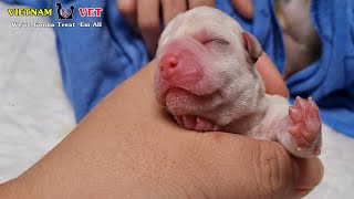 The luckiest newborn puppy who is the only one survive after giving birth
