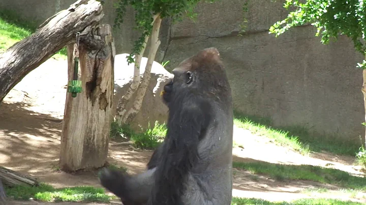 Gorilla Winston Family　ゴリラ　ウィンストン家族　午後　サンディエゴサファリパーク