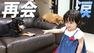 共に暮らした犬たちと再会した1歳半娘のリアクションは…