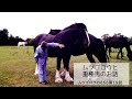 第19回　ムツゴロウと重種馬のお話