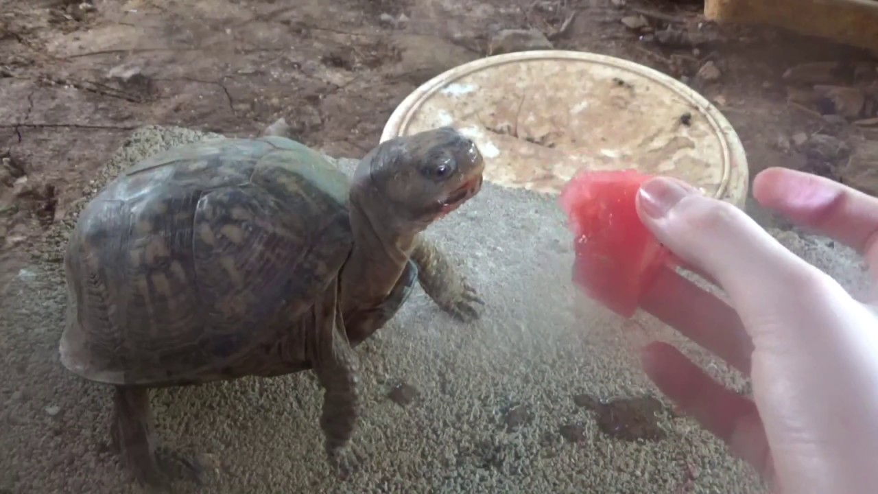 TheTurtlesLife Turtles eating watermelon! (4) YouTube