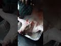 Sucking Pig Prep Shorts