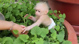 Funny baby monkey Sugar naughty with Mom's vegetables