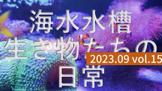 海水水槽生き物たちの日常2023.09 vol.15