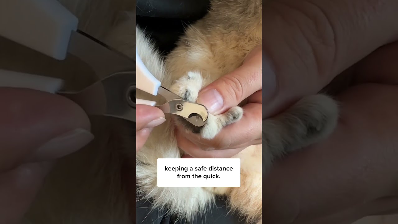 Trimming a cat's claws — River Landings Animal Clinic in Bradenton, Florida