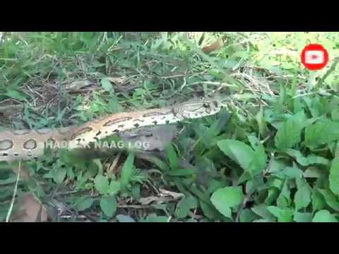  Russell Viper Snake Rescue At- Friends Colony, Bonth Chhak, Bhadrak