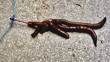 Dropshot Rig - How To Hook a Worms - Cách Móc Con Giun