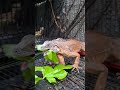 Iguana Merah Jantan #reptile #ytshorts #asmr #animals
