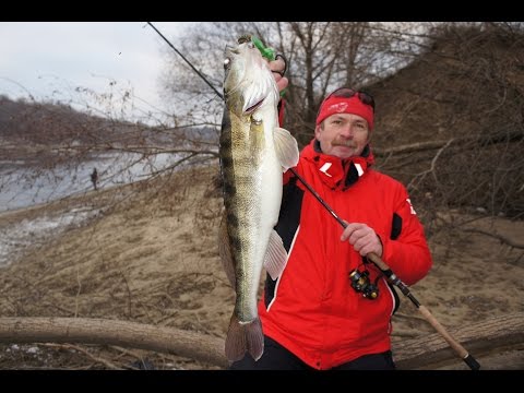 Константин Кузьмин. Городской судак на