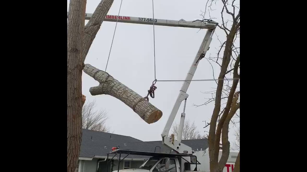 Tree Removal with Master Rigging - YouTube