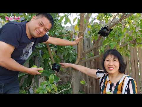 Video Chiết cành TÁO TÀU, Sapoche nam Mỹ độc lạ - người Việt... - youtube