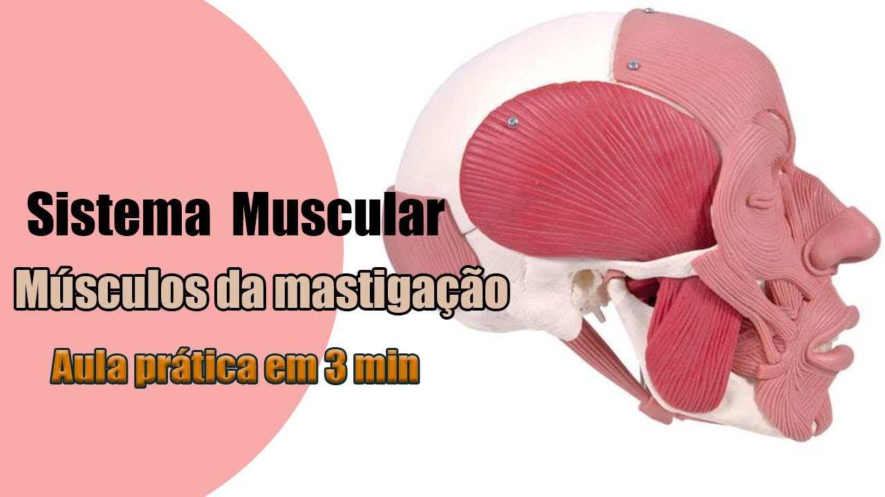 Músculo Responsável Por Mover E Estabilizar Os Ossos
