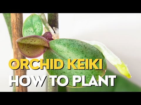 Video: Orchid Keikis: Orchid Propagation Mula sa Keikis