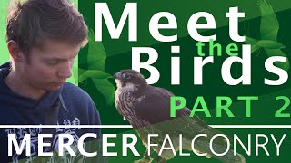 MEET THE BIRDS OF PREY | Introducing my birds | PART 2 (2020)