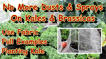 Fall Gardening - Planting Kale & Brassica Transplants & Using Insect Barrier for Chewing Insects