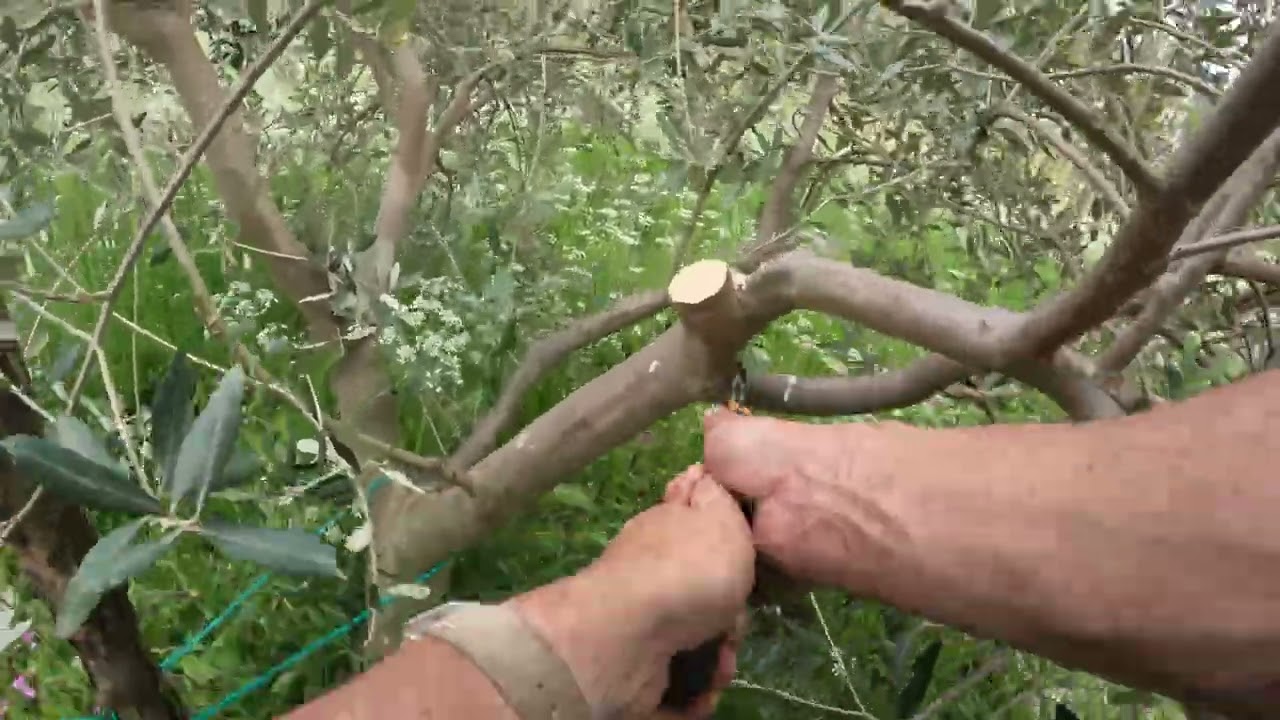 Polikonična vaza - Popravljanje uzgojnog oblika (Primjer2)