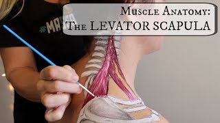 Muscle Anatomy: THE LEVATOR SCAPULA