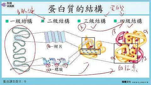 108選生一1-1細胞的分子組成 2 蛋白質、脂質、核酸、維生素 - 天天要聞