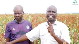 New Seed Co Sorghum Seed Sc Hx102 Performing Well In Nyabira, Mashonaland West