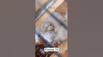 Finch lay one egg each day #finch #finches #zebrafinches #whitezebrafinch #birds
