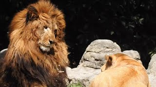 ネオ仔ライオンのララとイオの父親にさくらがアプローチとべ動物園にて