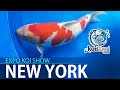 KOI FISH EXPO - Cómo identificar un buen pez koi pequeño - Koisland New York