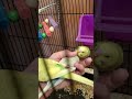 Friendly Baby Budgies