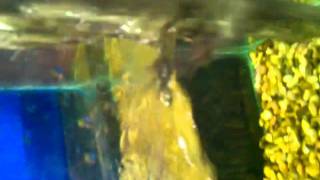 Gator Vs Mouse Death Roll In The Air